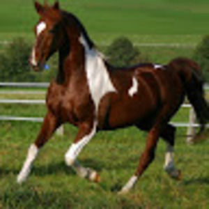 Meet your Posher, Jorge